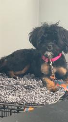 Lost Female Dog last seen Whittier and Lakepointe, Detroit, MI 48224