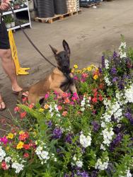 Lost Male Dog last seen 180th Ave North & West Allan Black loxahtchee, Palm Beach County, FL 33470