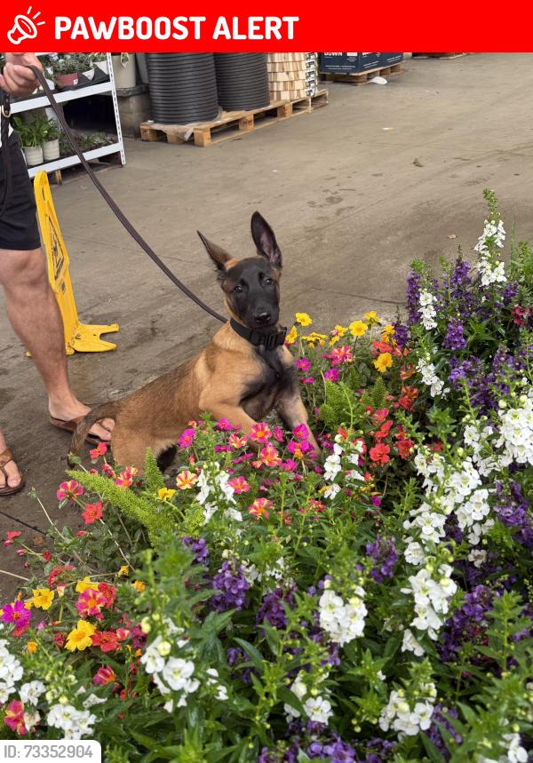 Lost Male Dog last seen 180th Ave North & West Allan Black loxahtchee, Palm Beach County, FL 33470
