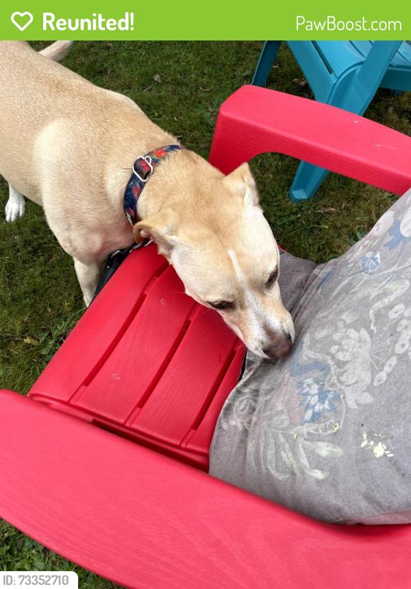 Reunited Female Dog last seen Roselawn St and Cully Blvd, Portland, OR 97218
