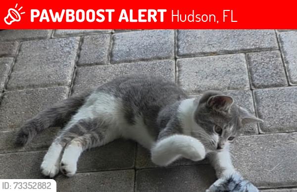 Lost Female Cat last seen sugarcreek and banyan, Hudson, FL 34669