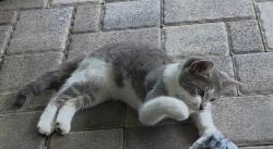 Lost Female Cat last seen sugarcreek and banyan, Hudson, FL 34669