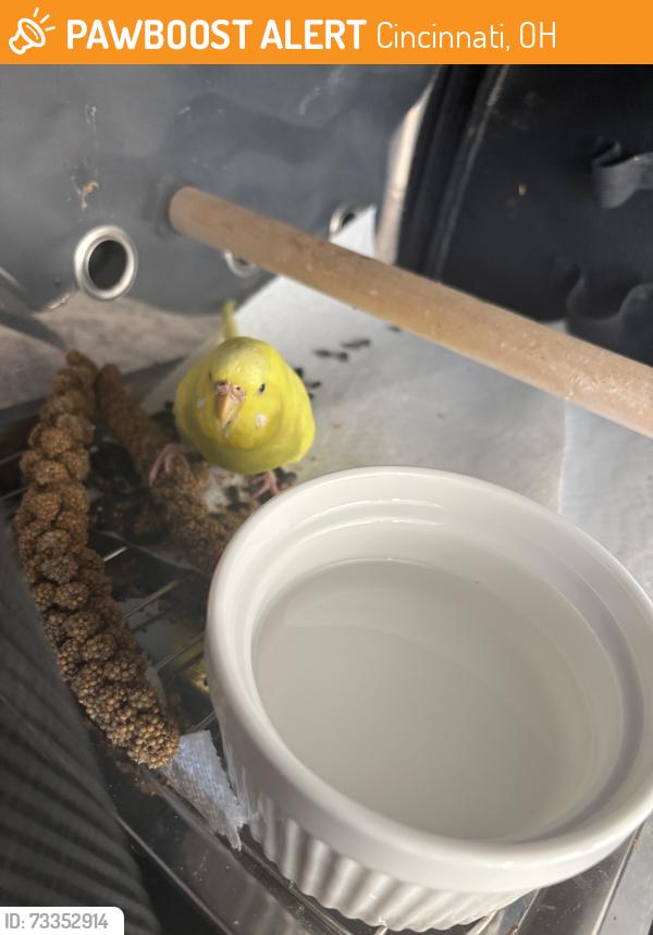 Found/Stray Unknown Bird last seen Obryonville area, Cincinnati, OH 45208