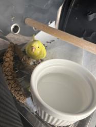 Found/Stray Unknown Bird last seen Obryonville area, Cincinnati, OH 45208