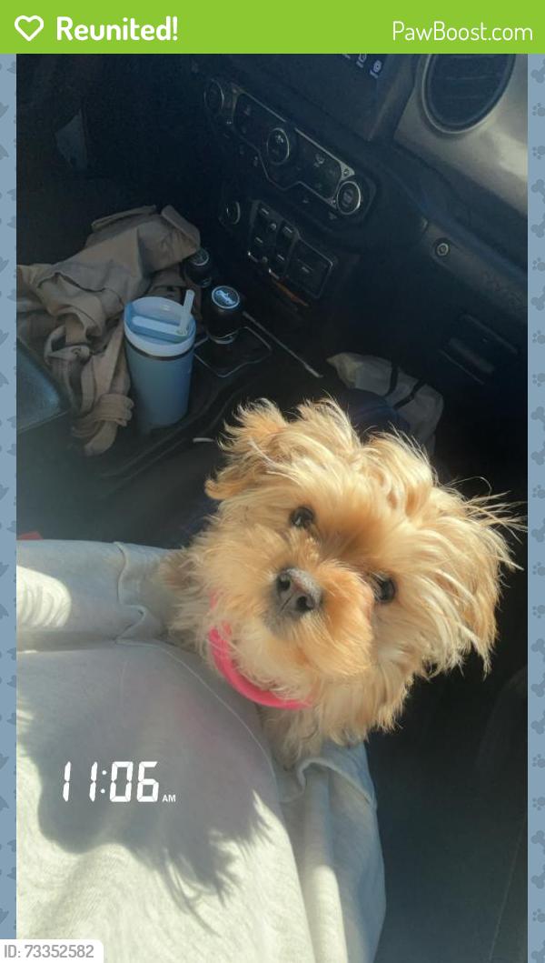 Reunited Female Dog last seen Quail lane, Arlington, TX 76016