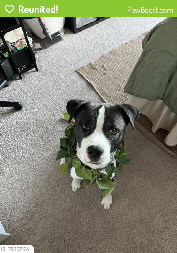 Reunited Male Dog last seen Ashland And Foster, Chicago, IL 60640