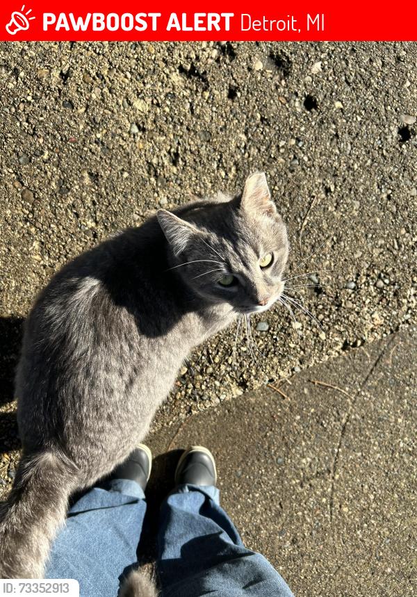 Lost Male Cat last seen Parkside St and Pickford Dr, Detroit, MI 48203