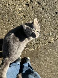 Lost Male Cat last seen Parkside St and Pickford Dr, Detroit, MI 48203