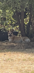 Found/Stray Unknown Dog last seen Whiterock ct, Weatherford, TX 76086