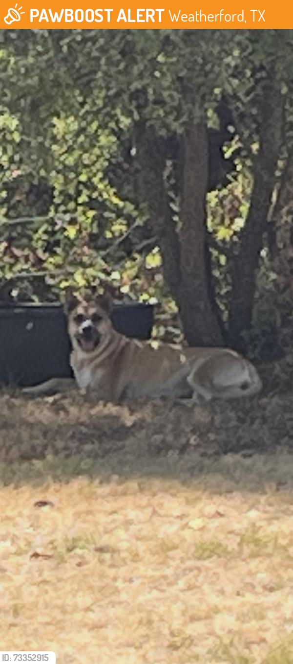 Found/Stray Unknown Dog last seen Whiterock ct, Weatherford, TX 76086