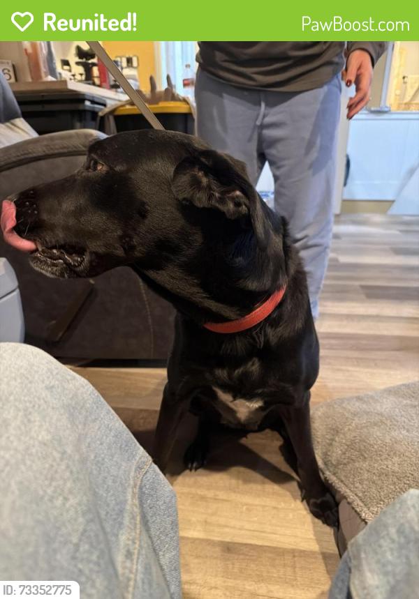 Reunited Female Dog last seen Near W West Bountiful Utah 84087, West Bountiful, UT 84087