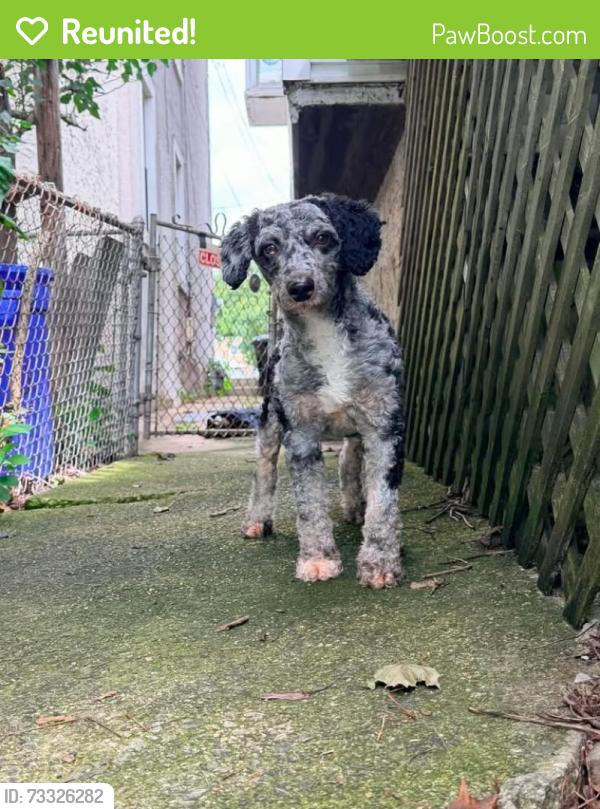 Reunited Male Dog last seen Blue Ridge Blvd, Newark, DE 19702