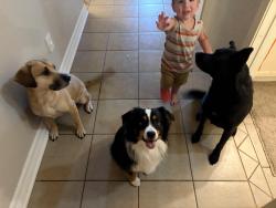 Reunited Male Dog last seen Fm 1314, Porter, TX 77365