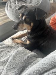 Lost Male Dog last seen Goldenrod and norton, Chino, CA 91710