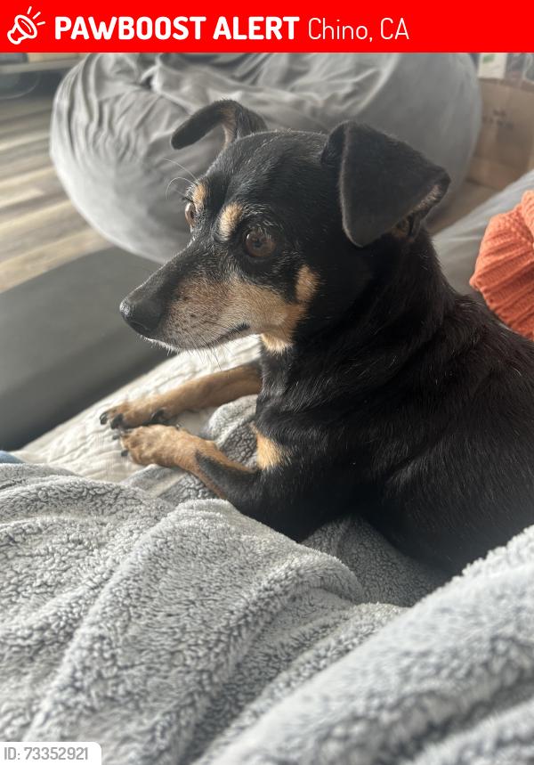 Lost Male Dog last seen Goldenrod and norton, Chino, CA 91710