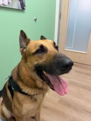 Found/Stray Male Dog last seen Lake Howell, Maitland, FL 32751