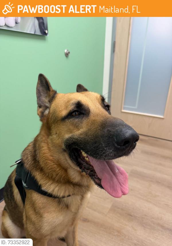 Found/Stray Male Dog last seen Lake Howell, Maitland, FL 32751