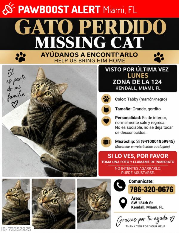 Lost Male Cat last seen Near sw 128 ct, Miami, FL 33186