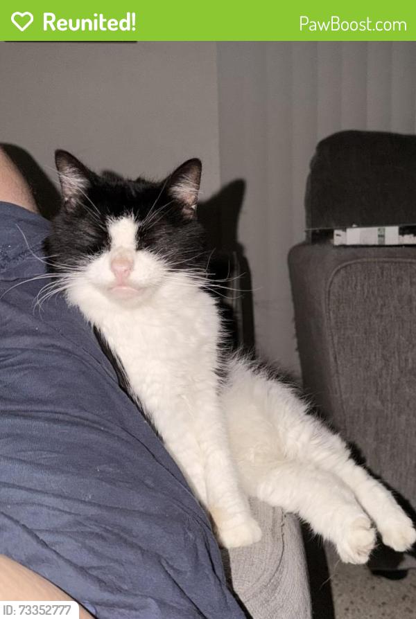 Reunited Female Cat last seen Pinehurst, Spring Hill, FL 34609