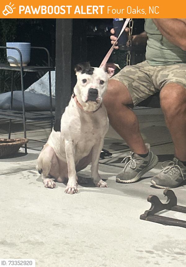 Found/Stray Male Dog last seen Near sawmill subdivision, Four Oaks, NC 27524