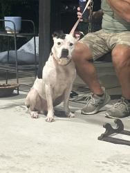 Found/Stray Male Dog last seen Near sawmill subdivision, Four Oaks, NC 27524