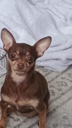 Reunited Female Dog last seen Avilla Eastlake, Thornton, CO 80221