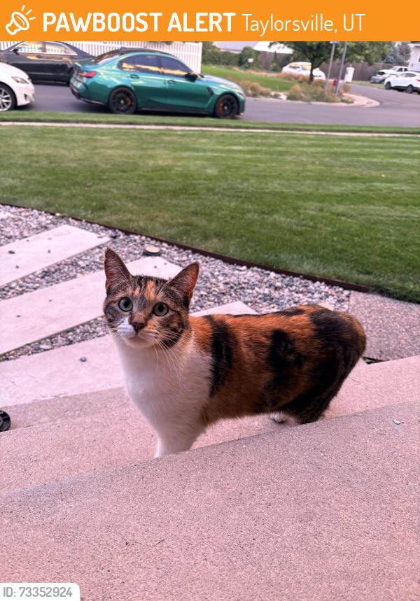 Found/Stray Female Cat last seen Blake dr, Taylorsville, UT 84118