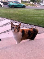 Found/Stray Female Cat last seen Blake dr, Taylorsville, UT 84118