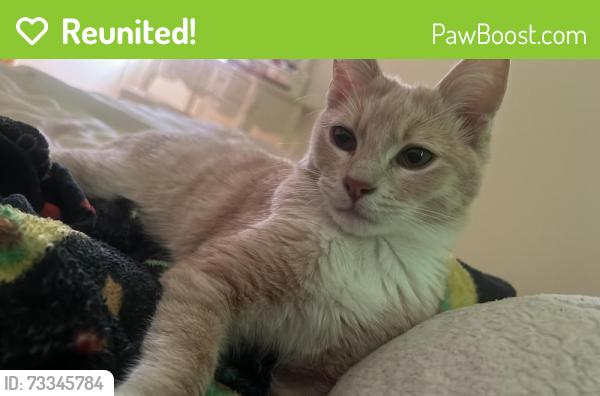 Reunited Male Cat last seen uS, San Rafael, CA 94901
