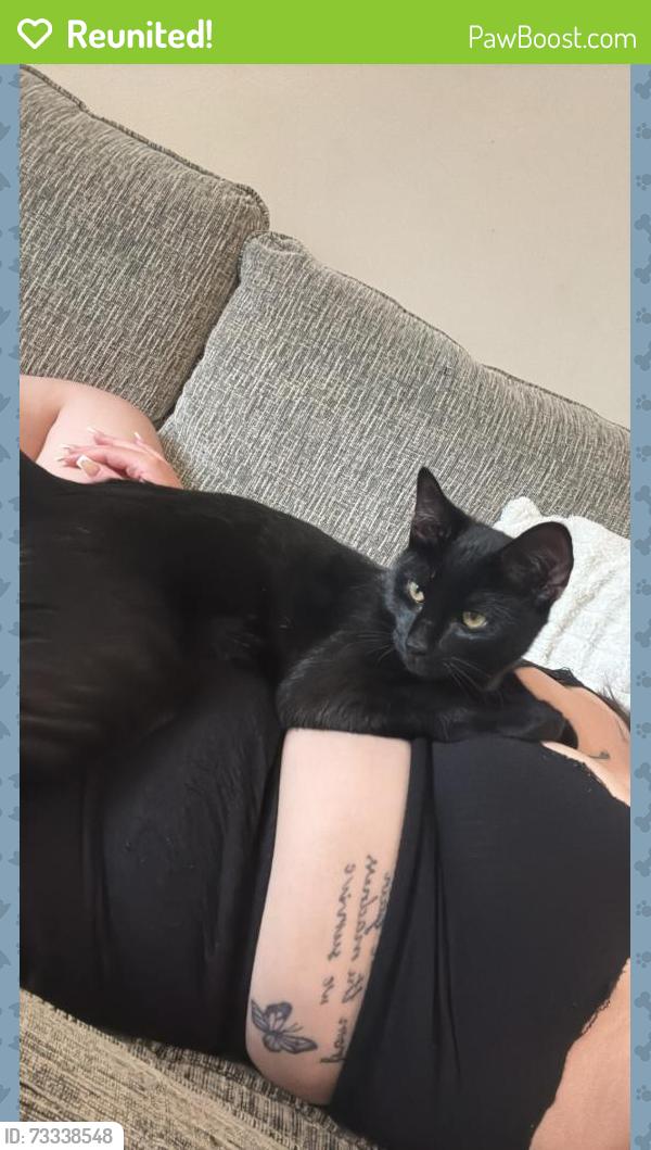 Reunited Male Cat last seen havergate road, Ravenswood, England IP3 9UL