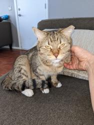 Reunited Female Cat last seen Baseline at 18th way, Phoenix, AZ 85042
