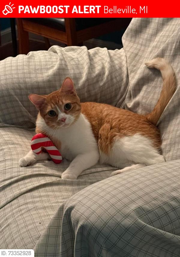 Lost Male Cat last seen Rawsonville woods trailer park Belleville mi, Belleville, MI 48111