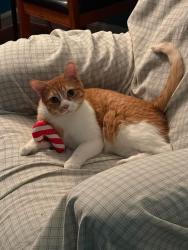 Lost Male Cat last seen Rawsonville woods trailer park Belleville mi, Belleville, MI 48111