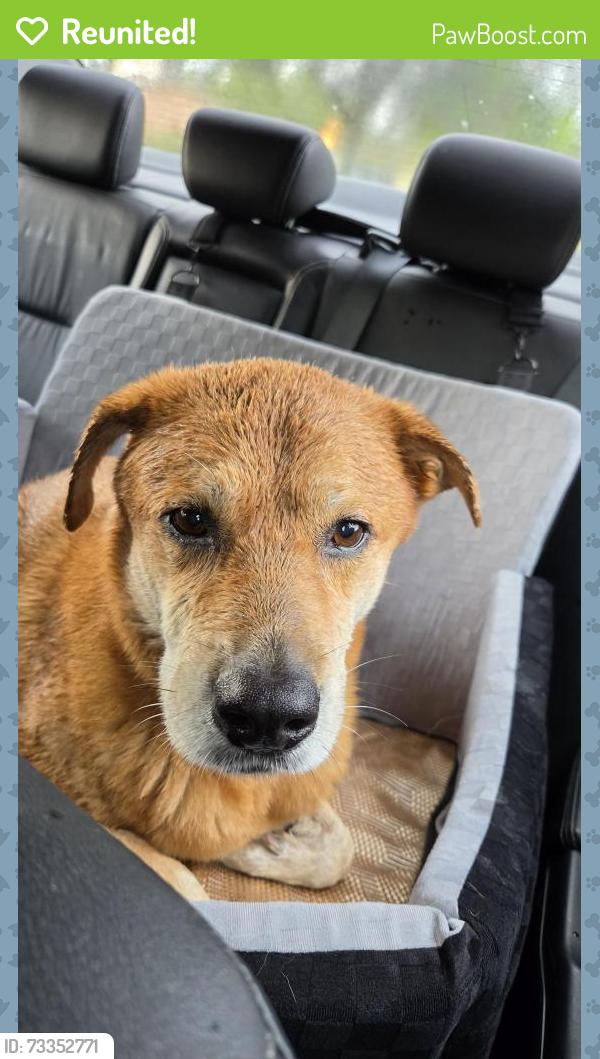 Reunited Male Dog last seen NE 176 Street and 10th avenue in North Miami Beach, North Miami Beach, FL 33162