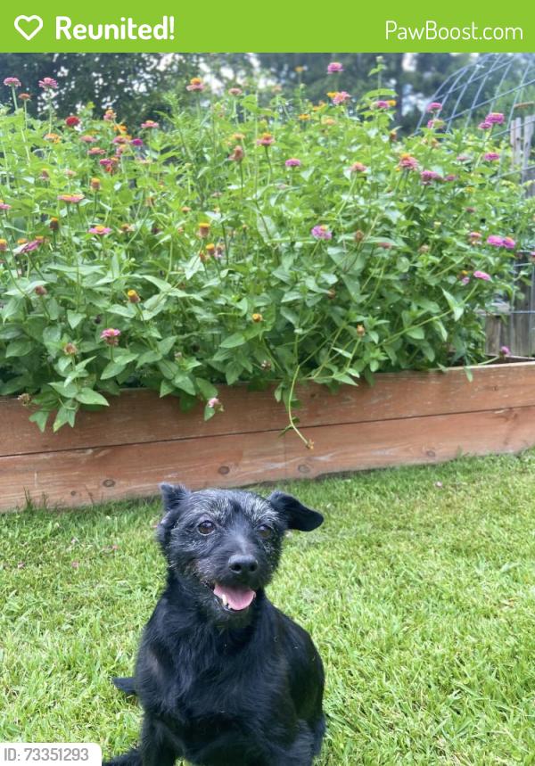 Reunited Female Dog last seen Rock cut rd, Conley, GA 30288