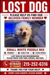 Lost Male Dog last seen Haverford and aspen, Philadelphia, PA 19139