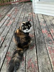 Lost Female Cat last seen N. Hanley rd and Blackberry ave, University City, MO 63130