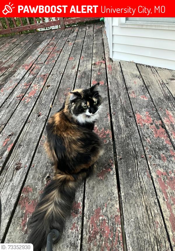 Lost Female Cat last seen N. Hanley rd and Blackberry ave, University City, MO 63130