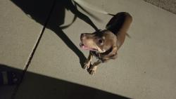 Found/Stray Male Dog last seen Main st and ave c, Belton, TX 76513