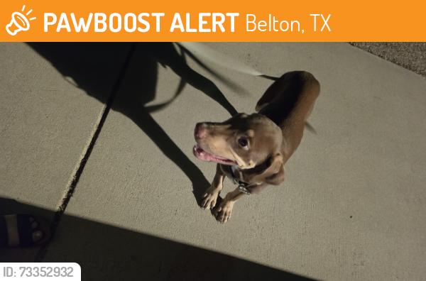 Found/Stray Male Dog last seen Main st and ave c, Belton, TX 76513