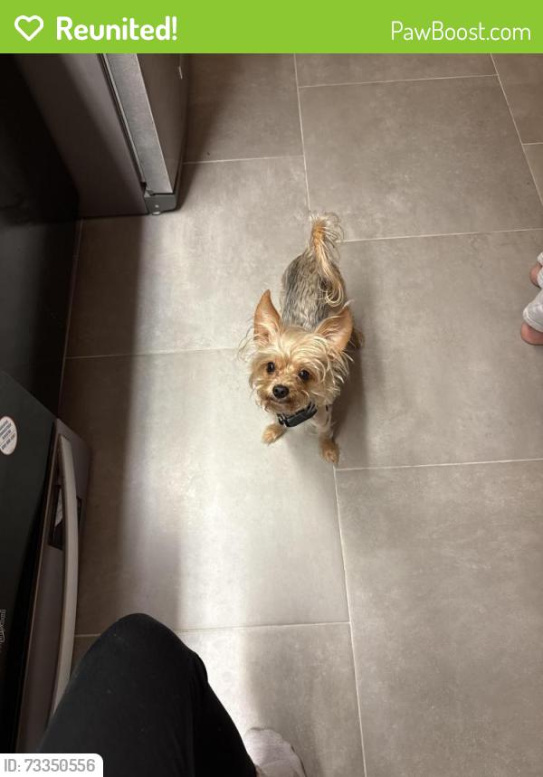 Reunited Male Dog last seen 20th street, Sanford, FL 32771