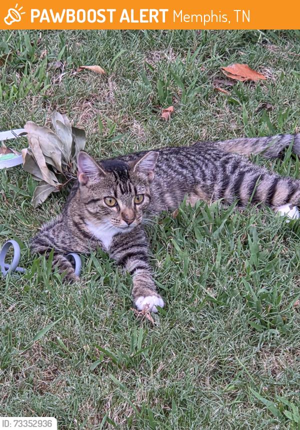 Found/Stray Female Cat last seen Rhodes cove, Memphis, TN 38111