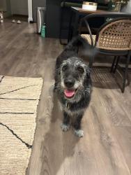Reunited Male Dog last seen Southway drive, Austin, TX 78704