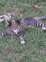 Found/Stray Female Cat last seen Rhodes cove, Memphis, TN 38111