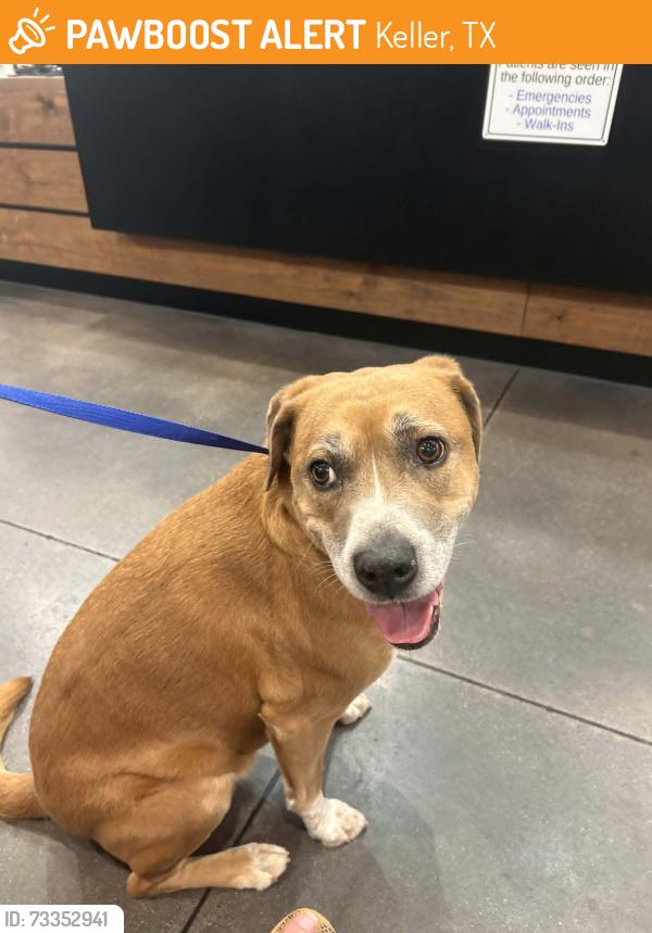 Found/Stray Female Dog last seen Keller Smithfield/Bear Creek Parkway/ Town Hall, Keller, TX 76248