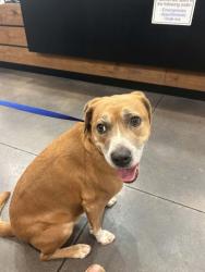 Found/Stray Female Dog last seen Keller Smithfield/Bear Creek Parkway/ Town Hall, Keller, TX 76248