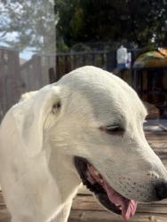 Found/Stray Female Dog last seen Obra Dr sidewalk, San Antonio, TX 78254