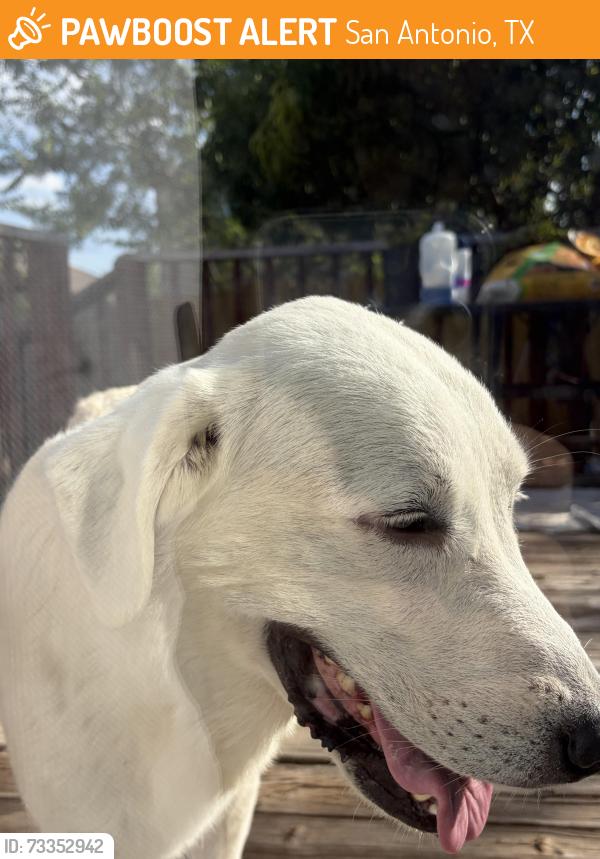 Found/Stray Female Dog last seen Obra Dr sidewalk, San Antonio, TX 78254