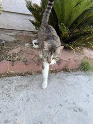 Lost Male Cat last seen Promenade avenue, Corona, CA 92879