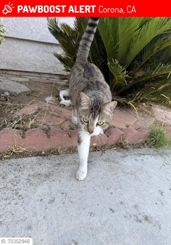 Lost Male Cat last seen Promenade avenue, Corona, CA 92879